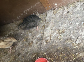 Cortex quail