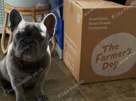 2 Year Old French Bulldog Male
