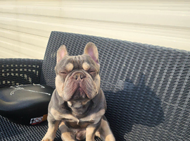 Outstanding kc reg 2 year old frenchie