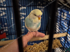1 male budgie