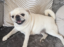 Pug Puppies due 9th September