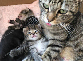 Beautiful 4 kittens