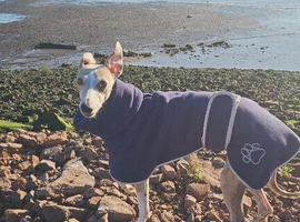 Looking for a male whippet to stud with my beautiful girl