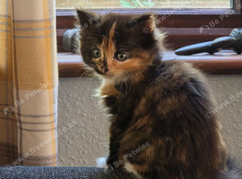 2 stunning kittens looking for homes