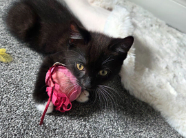 1 boy kitten for sale 10 weeks old