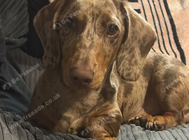 Miniture dashund male
