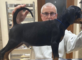 Dobermann Puppies For Sale