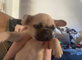 Frug puppie