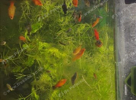 Platys Mollys