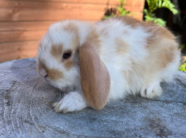 Gorgeous mixed litter of mini lops