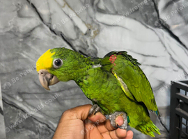 Hand-Rearing Baby Friendly Super Tame Cuddly Yellow Crown Amazon Parrot,25