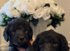 Bedlington whippets