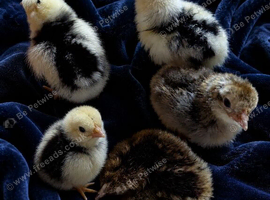 5 farmyard mix chicks