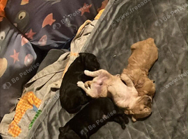 5 Jackapoo puppies all boys