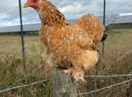 CHICKENS FOR SALE &ndash; POINT OF LAY HENS & ROOSTERS- MILLEFLEUR PEKIN BANTAMS