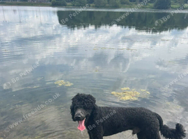Standard poodle male