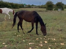 Standerdbred filly