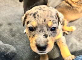 Gorgeous Staffy x Blue Merle Collie Pups