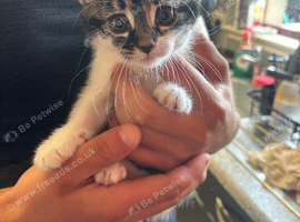 Kitten