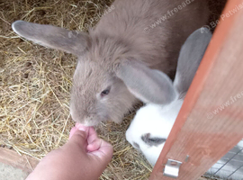 2 bonded does 12mnths