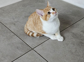Kittens ready now