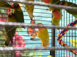 Baby lovebirds