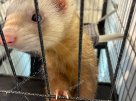 1 year old Male ferret