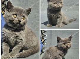 British blue shorthairs kittens pure pedigrees