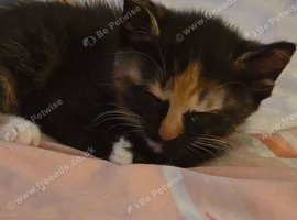 Two kittens for sale