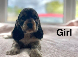 Gorgeous spaniel girls ready now