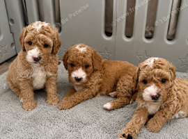 Cavapoo puppies