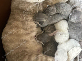 Beautiful British short hair kittens