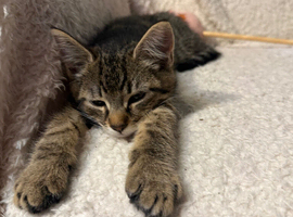 Mixed Maine Coon Boy Looking for a Loving Home