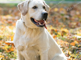 Looking for a loving kind dog