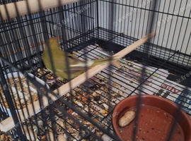 Green kakarikis
