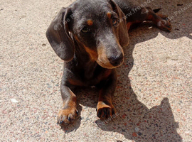 female mini dachsund