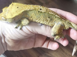 Proven Male Crested Gecko