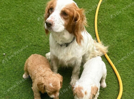 2 cocker spaniel girls