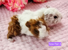 2 Sow Pairs ready 24/10/26
