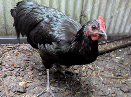Australorp cockerel