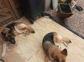 2 KC female German shepherds