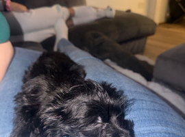 Bella teacup yorkie