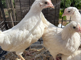 White leghorn chickens