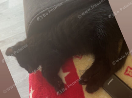 Full Black Kitten