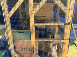 Healthy Laying Hens & Chicks for Sale