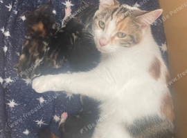 Calico kittens