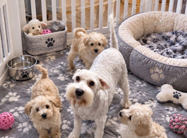 Toy/Mini Schnoodle Puppies (Mini schnauzer/Toy Poodle)