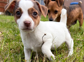Miniature Jack Russell&rsquo;s