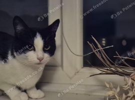 Black and white DSH.
