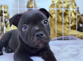 Staffordshire Bull Terrier K.C registered